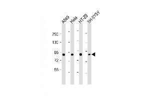 All lanes : Anti-SEG Antibody (Center) at 1:2000 dilution Lane 1: A549 whole cell lysates Lane 2: Hela whole cell lysates Lane 3: HT-29 whole cell lysates Lane 4: SH-SY5Y whole cell lysates Lysates/proteins at 20 μg per lane. (SEMA4G Antikörper  (AA 360-393))