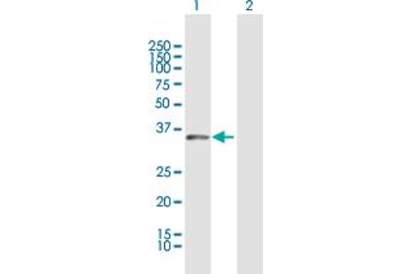 DUSP12 Antikörper  (AA 1-340)