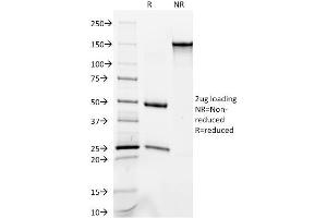 SDS-PAGE Analysis Purified Cytokeratin 8/18 Monoclonal Antibody (C-51). (KRT8, KRT18 Antikörper)