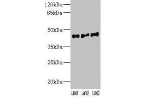 Western blot All lanes: VN1R2 antibody at 2 μg/mL Lane 1: Hela whole cell lysate Lane 2: A549 whole cell lysate Lane 3: HepG2 whole cell lysate Secondary Goat polyclonal to rabbit IgG at 1/10000 dilution Predicted band size: 45 kDa Observed band size: 45 kDa