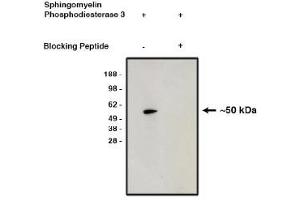 Image no. 1 for anti-Sphingomyelin Phosphodiesterase 3 (SMPD3) antibody (ABIN4620370) (SMPD3 Antikörper)