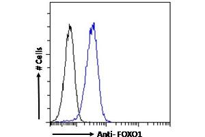 ABIN190814 Flow cytometric analysis of paraformaldehyde fixed A431 cells (blue line), permeabilized with 0. (FOXO1 Antikörper  (Internal Region))