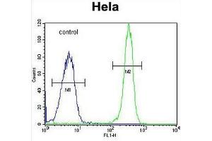 COL4A2 Antibody (N-term) flow cytometric analysis of Hela cells (right histogram) compared to a negative control cell (left histogram).