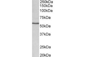 CYP1A1 Antikörper  (Internal Region)