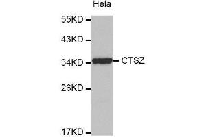Western Blotting (WB) image for anti-Cathepsin Z (CTSZ) (AA 1-303) antibody (ABIN6219750) (Cathepsin Z Antikörper  (AA 1-303))
