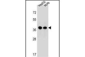 ERLIN1 Antibody (Center) (ABIN657002 and ABIN2846181) western blot analysis in HepG2,A549 cell line lysates (35 μg/lane). (ERLIN1 Antikörper  (AA 244-273))