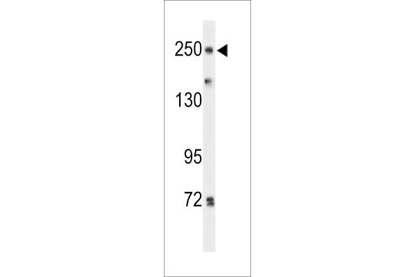 PTPRD Antikörper  (N-Term)