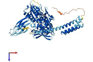 HSPA1L Protein (AA 1-641) (His tag)