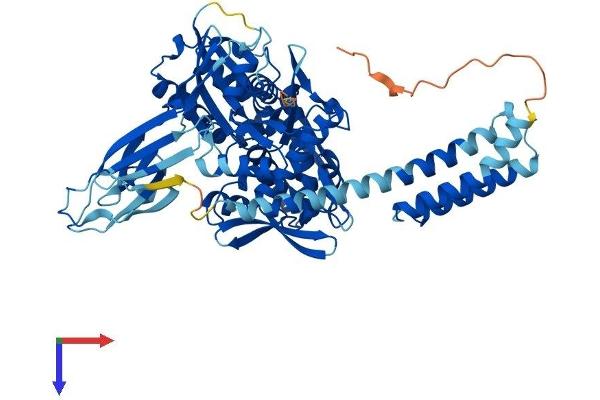 HSPA1L Protein (AA 1-641) (His tag)