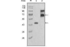 Western Blot showing FBLN2 antibody used against truncated FBLN2-Trx recombinant protein (1) and truncated FBLN2 (aa28-444)-hIgGFc transfected COS7 cell lysate (2).