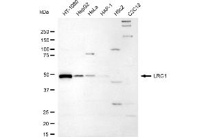 Western blotting analysis using LRG1 antibody (ABIN7799253). (Rekombinanter LRG1 Antikörper)