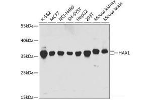 Western blot analysis of extracts of various cell lines using HAX1 Polyclonal Antibody at dilution of 1:1000. (HAX1 Antikörper)