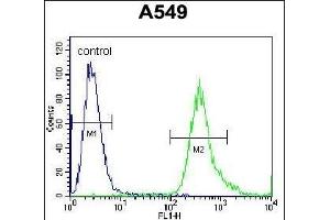 SLC25A6 Antibody (Center) (ABIN656122 and ABIN2845461) flow cytometric analysis of A549 cells (right histogram) compared to a negative control cell (left histogram). (SLC25A6 Antikörper  (AA 128-155))