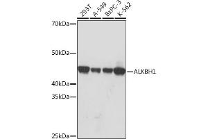 Western blot analysis of extracts of various cell lines, using  Rabbit mAb (ABIN7265552) at 1:1000 dilution. (ALKBH1 Antikörper)