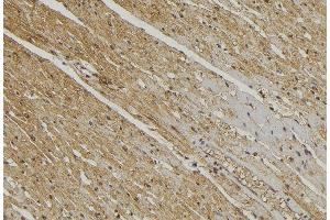 ABIN6272868 at 1/100 staining Mouse muscle tissue by IHC-P. (YME1L1 Antikörper  (C-Term))