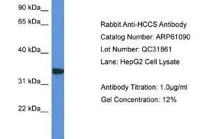 Western Blotting (WB) image for anti-Holocytochrome C Synthase (HCCS) (C-Term) antibody (ABIN2788670) (HCCS Antikörper  (C-Term))