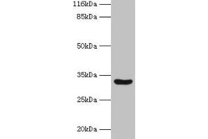Western blot All lanes: MAIP1 antibody at 2 μg/mL + Mouse kidney tissue Secondary Goat polyclonal to rabbit IgG at 1/10000 dilution Predicted band size: 33 kDa Observed band size: 33 kDa (m-AAA Protease-Interacting Protein 1, Mitochondrial (MAIP1) (AA 97-291) Antikörper)