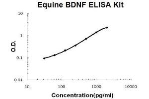 Horse equine BDNF PicoKine ELISA Kit standard curve (BDNF ELISA Kit)