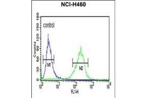 SPG20 Antibody (N-term) (ABIN652983 and ABIN2842623) flow cytometric analysis of NCI- cells (right histogram) compared to a negative control cell (left histogram). (SPG20 Antikörper  (N-Term))