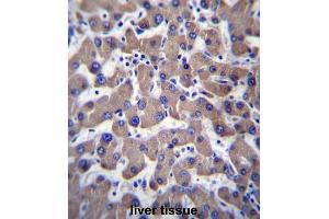 TMM70 Antibody (C-term) immunohistochemistry analysis in formalin fixed and paraffin embedded human liver tissue followed by peroxidase conjugation of the secondary antibody and DAB staining. (Transmembrane Protein 70 (TMM70) (AA 230-260), (C-Term) Antikörper)