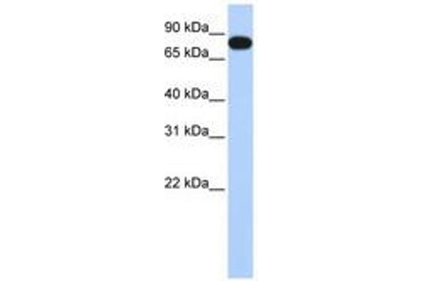 EML3 Antikörper  (AA 180-229)