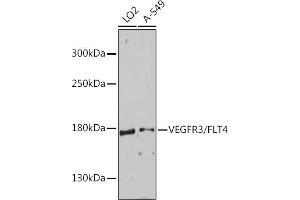 Western blot analysis of extracts of various cell lines, using VEGFR3/FLT4 antibody (ABIN6134454, ABIN6140697, ABIN6140700 and ABIN6215938) at 1:1000 dilution. (FLT4 Antikörper  (AA 1200-1300))