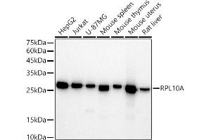 Western blot analysis of extracts of various cell lines, using RPL10A antibody (ABIN7269992) at 1:500 dilution.