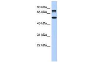 Image no. 1 for anti-Ceramide Synthase 4 (CERS4) (N-Term) antibody (ABIN6742880) (LASS4 Antikörper  (N-Term))