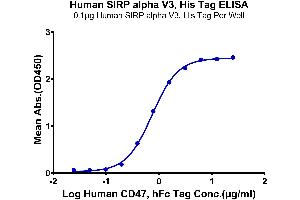 Immobilized Human SIRP alpha V3, His tag at 1 μg/mL (100 μL/Well).