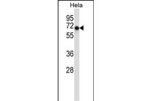 Mouse Acvr1 Antibody (Center) (ABIN657718 and ABIN2846706) western blot analysis in Hela cell line lysates (35 μg/lane). (ACVR1 Antikörper  (AA 137-166))