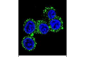 Immunofluorescence (IF) image for anti-Calcium Channel, Voltage-Dependent, gamma Subunit 6 (CACNG6) (AA 108-136) antibody (ABIN655983)