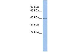 WB Suggested Anti-SPOPL Antibody Titration:  0. (SPOPL Antikörper  (Middle Region))