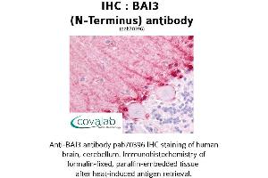 Image no. 1 for anti-Brain-Specific Angiogenesis Inhibitor 3 (BAI3) (Extracellular Domain), (N-Term) antibody (ABIN1732209) (BAI3 Antikörper  (Extracellular Domain, N-Term))