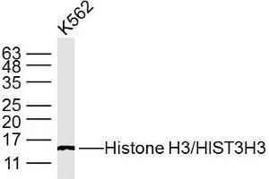 K562 cell lysates; probed with Histone H3/HIST3H3 (3G1) Monoclonal Antibody, unconjugated (bsm-33042M) at 1:300 overnight at 4°C followed by a conjugated secondary antibody for 60 minutes at 37°C. (Histone 3 Antikörper  (AA 1-50))