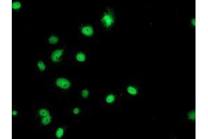 Anti-GATM mouse monoclonal antibody (ABIN2454803) immunofluorescent staining of COS7 cells transiently transfected by pCMV6-ENTRY GATM (RC200474). (GATM Antikörper)