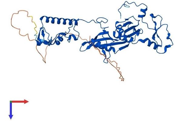 MRPS5 Protein (AA 1-432) (His tag)