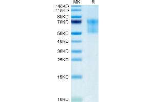 SDS-PAGE (SDS) image for Syndecan 1 (SDC1) (AA 23-254) protein (His-Avi Tag,Biotin) (ABIN7275679)