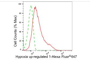 Flow cytometric analysis of hypoxia up-regulated 1 expression in HepG2 cells using hypoxia up-regulated 1 antibody (ABIN7799019), 1:2,000). (Rekombinanter HYOU1 Antikörper)