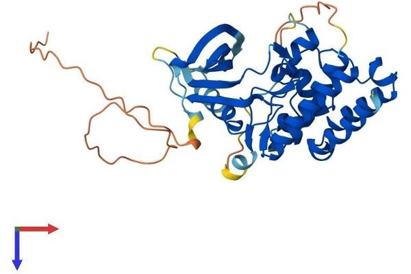MOS Protein (AA 1-346) (His tag)