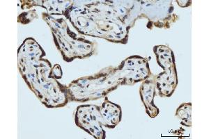 IHC analysis of HES5 using anti-HES5 antibody (ABIN7598966).