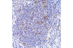 Immunohistochemistry of paraffin-embedded mouse spleen using NASP Antibody. (NASP Antikörper  (AA 180-449))