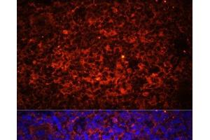 Immunofluorescence analysis of Rat spleen using TLR8 Polyclonal Antibody at dilution of 1:100 (40x lens). (TLR8 Antikörper)