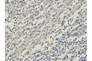 Immunohistochemistry (IHC) image for anti-Histamine N-Methyltransferase (HNMT) antibody (ABIN1873063) (HNMT Antikörper)