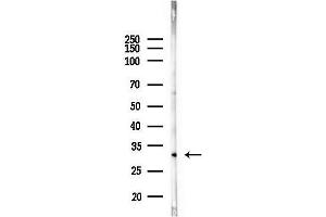 Western blot analysis of lysates from Mouse liver, using BTLA Antibody at 1/1000 dilution.