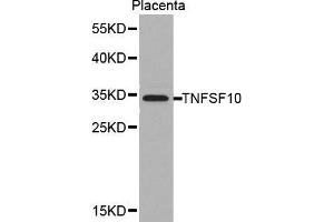 Western blot analysis of extracts of placenta cell lines, using TNFSF10 antibody. (TRAIL Antikörper  (AA 39-250))