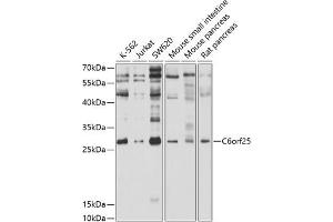 Western blot analysis of extracts of various cell lines, using C6orf25 antibody (ABIN6131939, ABIN6137783, ABIN6137784 and ABIN6214308) at 1:1000 dilution.