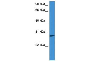 Western Blot showing CFD antibody used at a concentration of 1-2 ug/ml to detect its target protein.