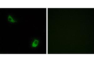 Peptide - +Immunofluorescence analysis of LOVO cells, using FPRL2 antibody. (FPR3 Antikörper  (Internal Region))