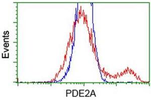 HEK293T cells transfected with either RC207219 overexpress plasmid (Red) or empty vector control plasmid (Blue) were immunostained by anti-PDE2A antibody (ABIN2454183), and then analyzed by flow cytometry. (PDE2A Antikörper)