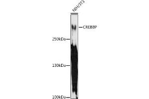 Western blot analysis of extracts of NIH/3T3 cells, using CREBBP antibody (ABIN6127660, ABIN6139021, ABIN6139023 and ABIN6217295) at 1:1000 dilution. (CBP Antikörper  (AA 100-200))